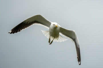 A black backed gull bird in flight
