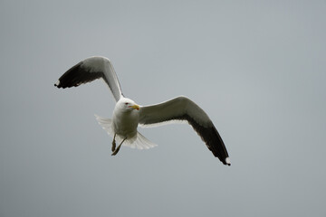 A black backed gull bird in flight