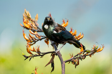 A Tui bird in New Zealand on a flowering flax bush