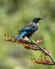A Tui bird in New Zealand on a flowering flax bush