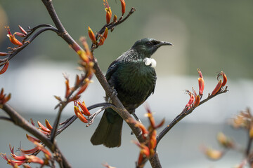 New Zealand tui bird on a flax branch 