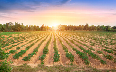 row of cassava tree in field. Growing cassava, young shoots growing. The cassava is the tropical...