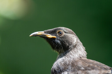 Close up of a juvenile Tui chick bird in New Zealand