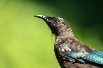Close up of a juvenile Tui bird in New Zealand