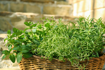 Wicker basket with fresh mint, thyme and rosemary on sunny day. Aromatic herbs