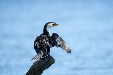 A Pied shag or cormorant bird on a tree stump on a beach in New Zealand drying its wings