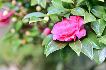 朝露に濡れたサザンカの花