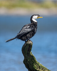 A Pied shag or cormorant bird on a tree stump on a beach in New Zealand