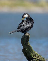 A Pied shag or cormorant bird on a tree stump on a beach in New Zealand pruning its feathers