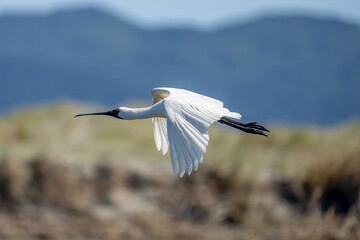 Royal Spoonbill also known as a Kōtuku in-flight New Zealand