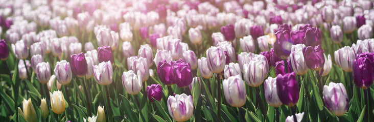 Obraz premium Spring tulips flower bed web banner