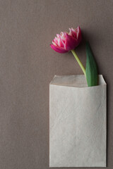 Single pink tulip inside small envelope