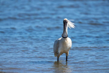 Royal Spoonbill also known as a Kōtuku in New Zealand