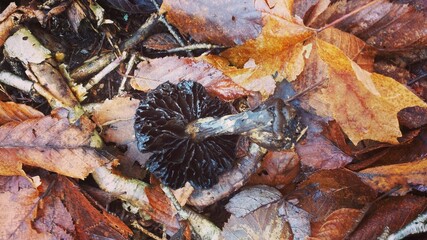 autumn leaves on the ground