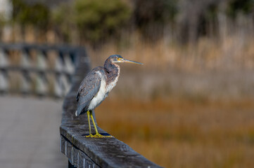 Tricolored Heron on Boardwalk Looking Right