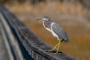 Tricolored Heron on Boardwalk looking Left