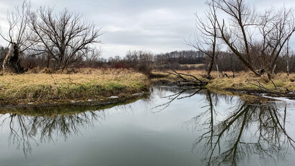 Creek Trees Reflection 