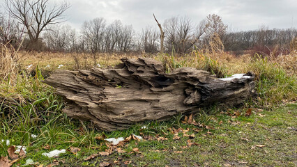 old tree laying in the marsh