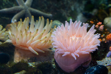 Anemone (Urticina crassicornis). Pink Anemone. Urticina piscivora
