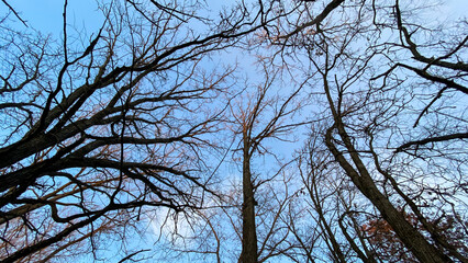 Fototapeta premium tree branches blue sky sunlight