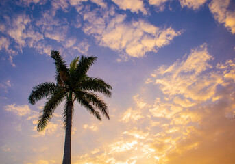 Fototapeta na wymiar beautiful palm trees on sunset