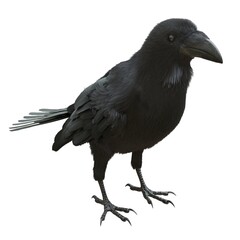 Raven isolated on white background 3d illustration