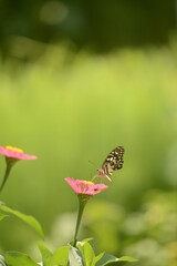 Butterfly On Top Of A Zinnia Flower. Zinnia Flower With Blur background.