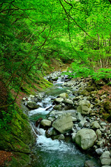 Obraz premium 西丹沢の白石沢 新緑の渓流 