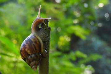 the beauty of snails living in nature