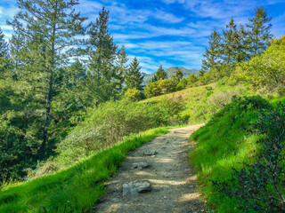 Fototapeta na wymiar path in a forest in california