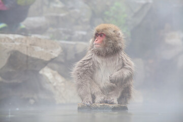 Monkey with hot Spring in the winter, Japan