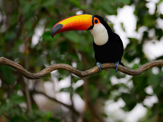 Toco Toucan closeup portrait in Pantanal, Brazil