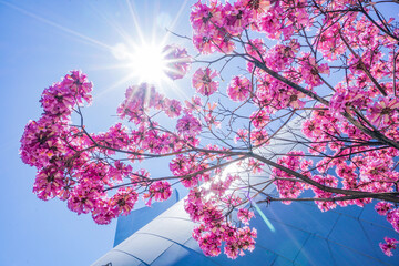 pink cherry tree by sunlight in san francisco
