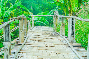 a path in the jungle