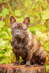 French bulldog sitting on a stump. Purebred adult brindle dog with black.