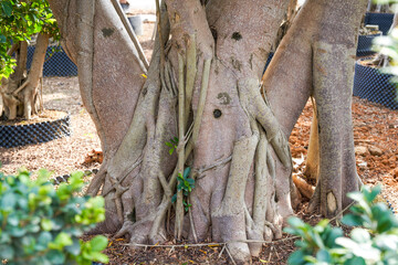 Close-up of a strange-shaped welcoming banyan potted plant cultivated in the plantation