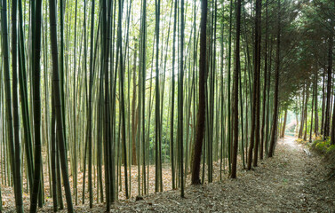 보성 초암 공원의 늘푸른 대나무 숲