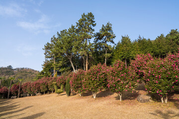 Fototapeta premium 보성 초암공원의 동백나무 숲