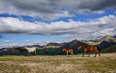 Kyrgyz horses on the alpine Keskenkija Trek, Jyrgalan, Kyrgyzstan