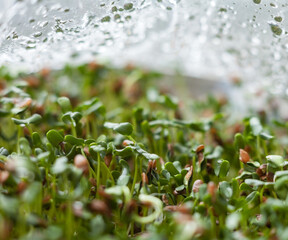 Obraz na płótnie Canvas Sprouting of the seeds (linseeds)