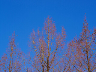 冬の青空