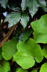 Ivy and grapes leaves.