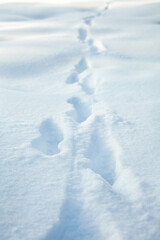 Fototapeta na wymiar Animal paw prints on the snow