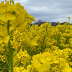 Obraz premium field of flowers