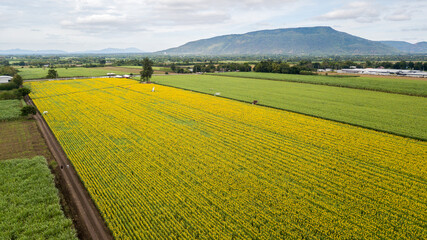 Aerial Beautiful sunflower flower blooming in sunflowers field. Popular tourist attractions of Lopburi