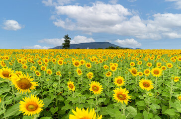 Obraz premium Beautiful sunflower flower blooming in sunflowers field on blue sky. flower field on winter season