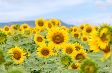 Beautiful sunflower flower blooming in sunflowers field. Popular tourist attractions of Lopburi province.