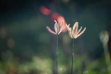 Flowering grass nature light background in the morning