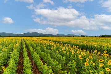 Fototapeta na wymiar Beautiful sunflower flower blooming in sunflowers field with white cloudy and blue sky.