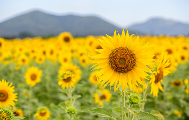 Beautiful sunflower flower blooming in sunflowers field.